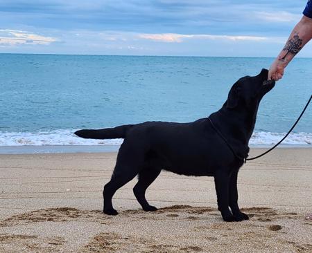 Labrador Retriever for sale by MAHELU