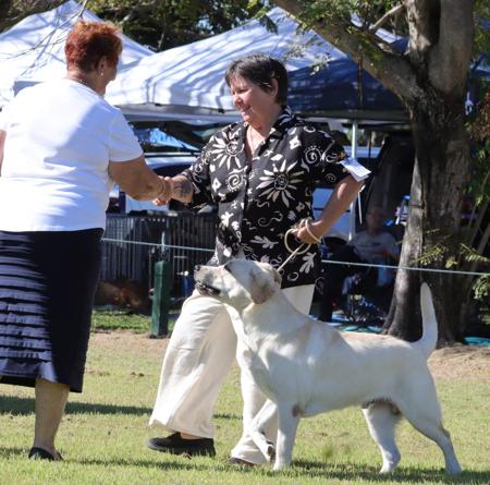 Labrador Retriever for sale by MAHELU