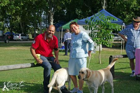 Labrador Retriever for sale by MAHELU