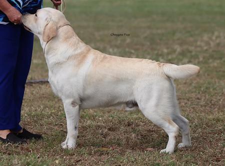 Labrador Retriever for sale by MAHELU