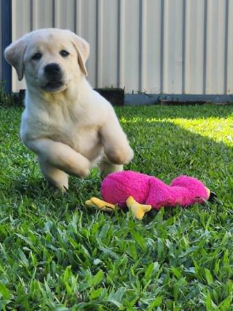 Labrador Retriever for sale by MAHELU