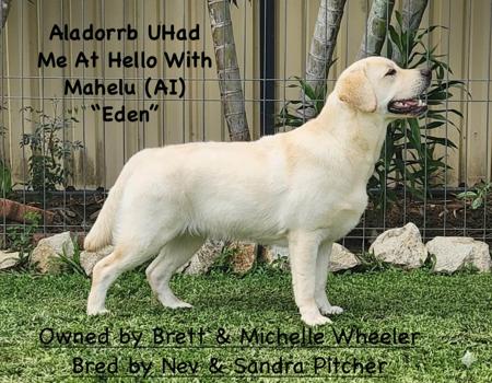Labrador Retriever for sale by MAHELU