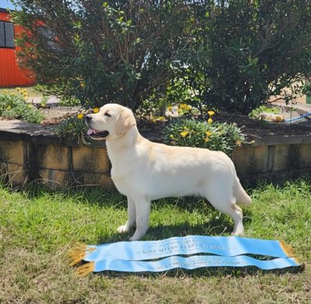 Labrador Retriever for sale by MAHELU