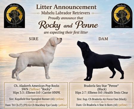 Labrador Retriever puppy for sale by MAHELU