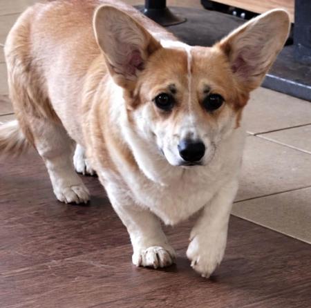 Welsh Corgi (Pembroke) for sale by DEGEL