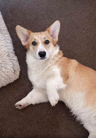 Welsh Corgi (Pembroke) for sale by DEGEL