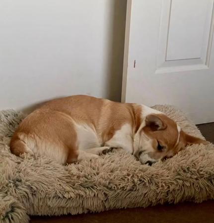 Welsh Corgi (Pembroke) for sale by DEGEL