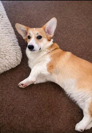 Welsh Corgi (Pembroke) for sale by DEGEL