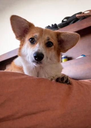 Welsh Corgi (Pembroke) for sale by DEGEL