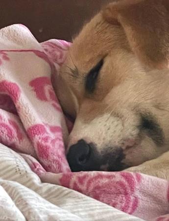 Welsh Corgi (Pembroke) for sale by DEGEL