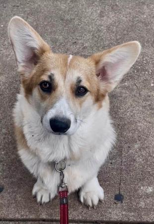 Welsh Corgi (Pembroke) for sale by DEGEL