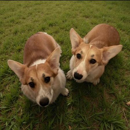 Welsh Corgi (Pembroke) dog for sale by DEGEL