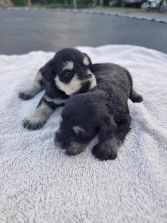 Schnauzer (Miniature) puppy for sale by SUMMUSAMICI