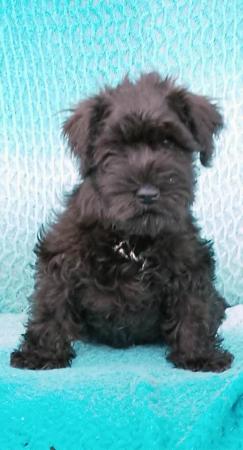 Schnauzer (Miniature) puppy for sale by SUMMUSAMICI