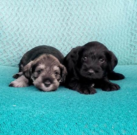 Schnauzer (Miniature) puppy for sale by SUMMUSAMICI