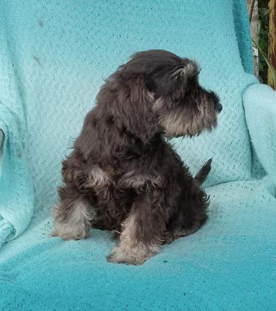 Schnauzer (Miniature) dog for sale by SUMMUSAMICI