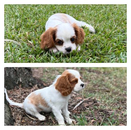 Cavalier King Charles Spaniel puppy for sale by RENAEKARMITAGE