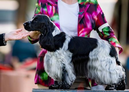 Cocker Spaniel for sale by TOPIARYDOG