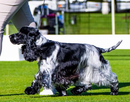 Cocker Spaniel for sale by STRATHALLON