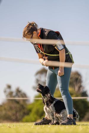Cocker Spaniel for sale by STRATHALLON
