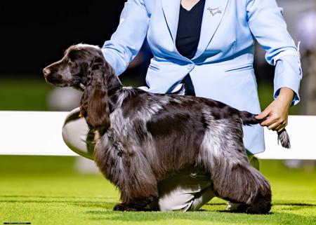 Cocker Spaniel for sale by STRATHALLON