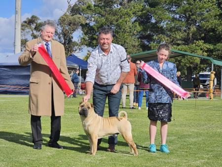 Shar Pei for sale by ROLLSAPLENTY
