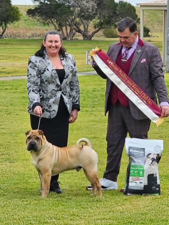 Shar Pei for sale by ROLLSAPLENTY