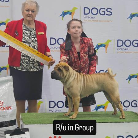 Shar Pei for sale by ROLLSAPLENTY