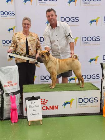 Shar Pei for sale by ROLLSAPLENTY