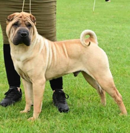 Shar Pei for sale by ROLLSAPLENTYSHARPEI