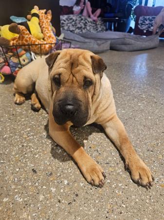 Shar Pei puppy for sale by ROLLSAPLENTYSHARPEI