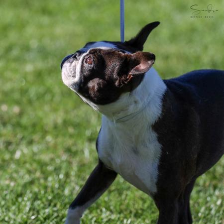 Boston Terrier for sale by SHEBOS