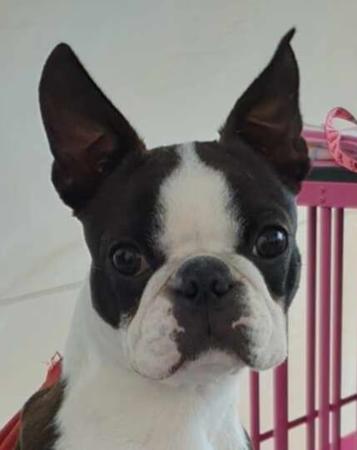 Boston Terrier for sale by SHEBOS