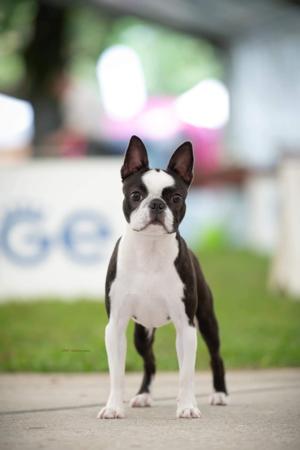 Boston Terrier for sale by SHEBOS