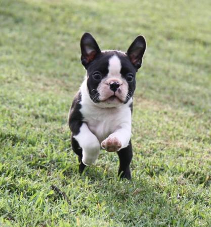 Boston Terrier for sale by SHEBOS