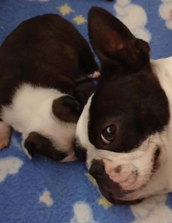 Boston Terrier for sale by SHEBOS