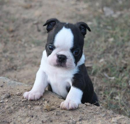 Boston Terrier for sale by SHEBOS