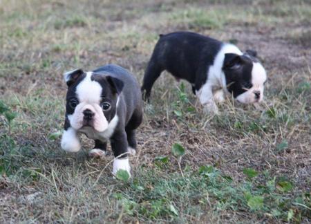 Boston Terrier for sale by SHEBOS