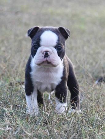 Boston Terrier for sale by SHEBOS