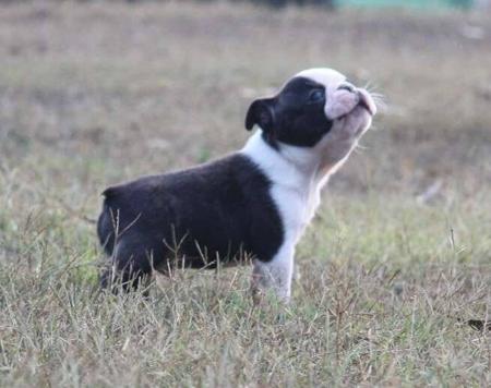 Boston Terrier for sale by SHEBOS