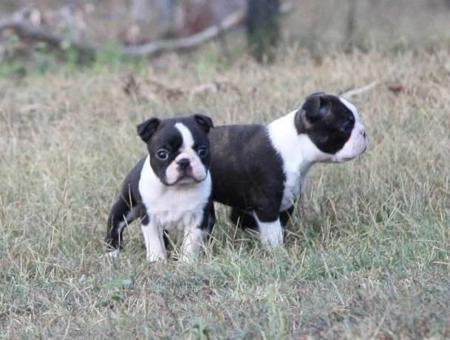 Boston Terrier for sale by SHEBOS