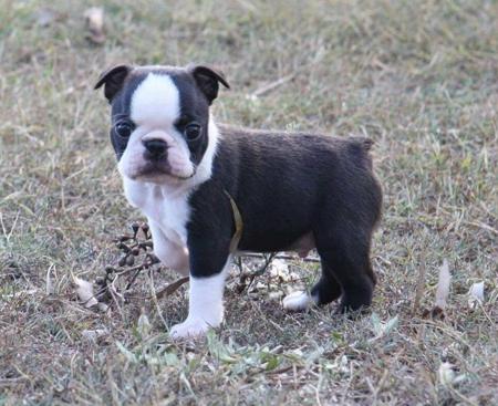 Boston Terrier for sale by SHEBOS