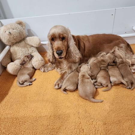 Cocker Spaniel puppy for sale by SUNLORE