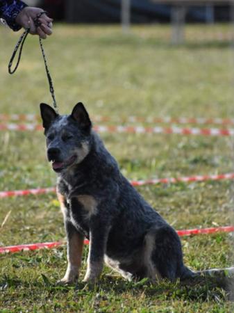 Australian Cattle Dog puppy for sale by PUREHEEL