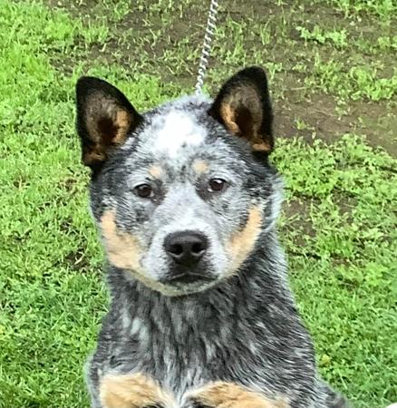 Australian Cattle Dog puppy for sale by PUREHEEL