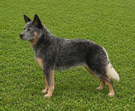 CH Dreamheel Royal Avalon Australian Cattle Dog