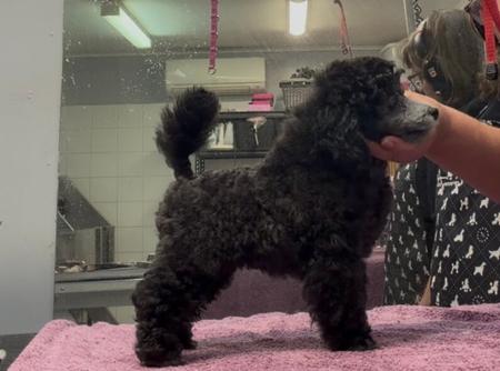 Kylace Devil wears prada Poodle (Toy)