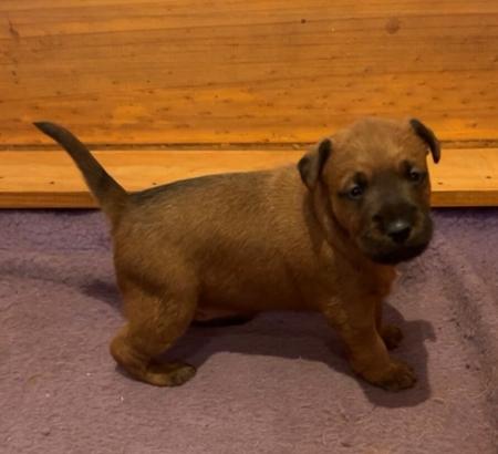 Irish Terrier puppy for sale by MADDYROE