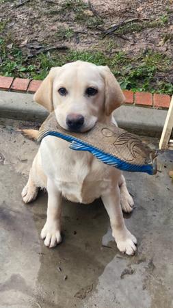 Labrador Retriever for sale by HUBBADUBLE