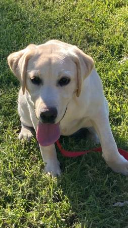 Labrador Retriever for sale by HUBBADUBLE